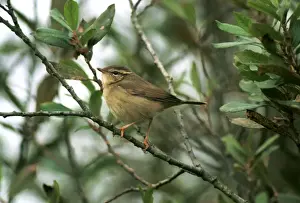 Raddes Warbler - October Isles of Scilly, UK
