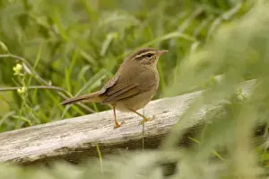 Radde's warbler vagrant Isles of Scilly October