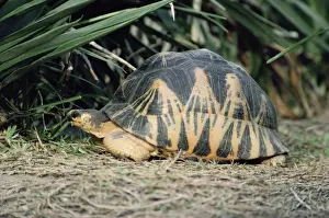 Tortoises Prints: Radiated Tortoise - eating leaf