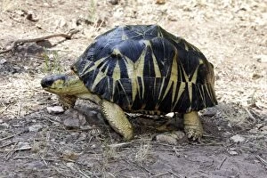 Images Dated 19th July 2006: Radiated Tortoise Latin also Astrochelys radiata