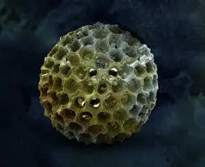 Radiolarian