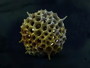 Microscopic Prints: Radiolarian
