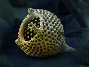 Radiolarian