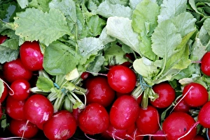 Images Dated 14th April 2008: Radishes