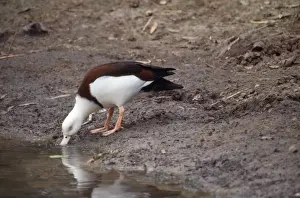 Radjah Shelduck / Birdekin Duck / White-headed Shelduck - drinking
