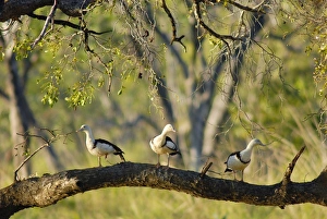 Images Dated 19th July 2006: Radjah shelducks or Burdekin ducks - on a floodplain wetland of the Wilton River