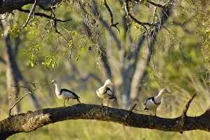 Northern Territory Prints: Radjah shelducks or Burdekin ducks - on a floodplain wetland of the Wilton River