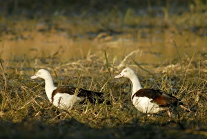 Images Dated 19th July 2006: Radjah shelducks or Burdekin ducks - pair on a floodplain wetland of the Wilton River