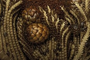 Compositions Gallery: Raffia Palm-tree - Inflorescence - Exotics products