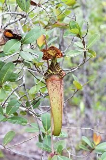 Images Dated 17th March 2014: Raffles Pitcher Plant aerial