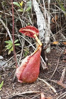 Images Dated 17th March 2014: Raffles Pitcher Plant on ground