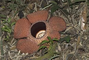 Images Dated 6th August 2006: Rafflesia keithii Borneo