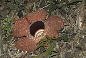 Rafflesia keithii Borneo