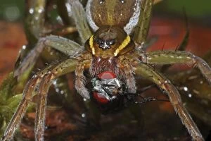 Raft Spider - Eating a fly