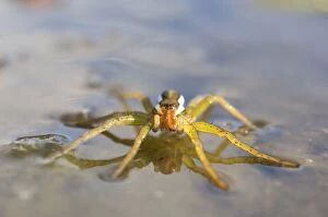 Images Dated 24th August 2011: Raft Spider - on the surface of a small bog