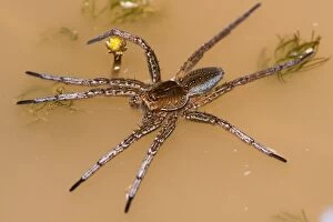 Arachnids Gallery: Raft spider - on water surface - under controlled