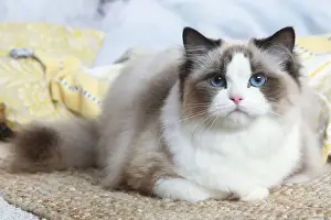 Ragdoll