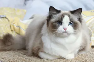 Ragdoll