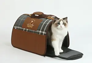 Ragdoll