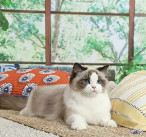 Ragdoll