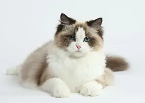Ragdoll