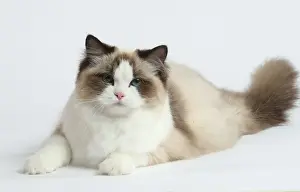 Ragdoll