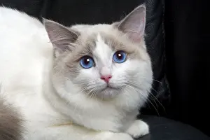 Semi Longhair Prints: Ragdoll Cat