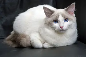 Ragdoll Cat
