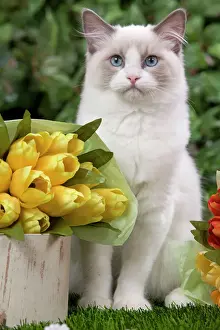 Ragdoll Prints: Ragdoll Cat - with flowres Digital Manipulation: widened eyes, softened facial expression