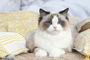 Images Dated 30th November 2020: Ragdoll cat indoors