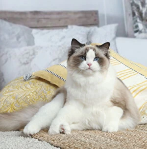 Images Dated 30th November 2020: Ragdoll cat indoors