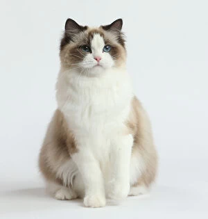 Images Dated 30th November 2020: Ragdoll cat in the studio
