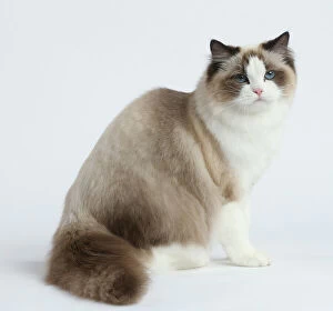 Images Dated 30th November 2020: Ragdoll cat in the studio