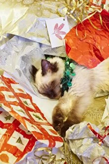 Ragdoll Kitten in Christmas wrapping paper, Norfolk UK