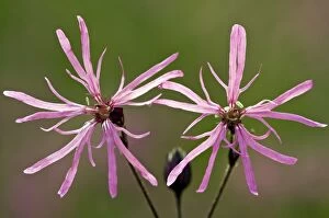 Images Dated 5th June 2011: Ragged Robin - in flower - Marshy grassland