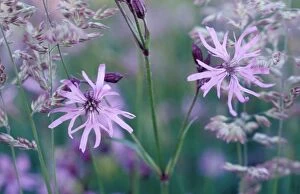 Images Dated 23rd February 2009: Ragged robin - Flowering - Overijssel - The Netherlands