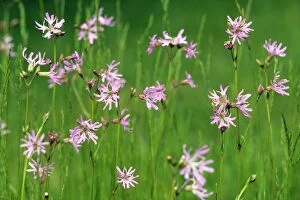 Images Dated 24th February 2009: Ragged Robin - flowering in water meadow, Lower Saxony, Germany