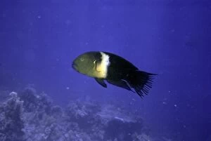 Images Dated 29th September 2011: Ragged-tailed Wrasse