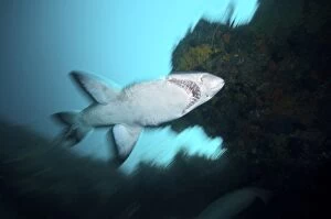 Images Dated 15th May 2011: Ragged Tooth Shark / Sand Tiger Shark / Grey Nurse Shark