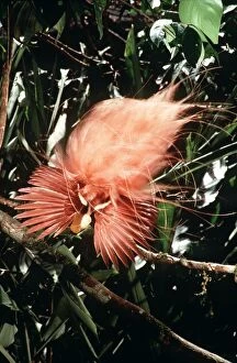 Papua New Guinea Collection: Raggiana Bird of Paradise - male displaying - New Guinea AU-1282