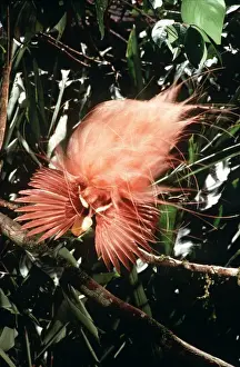 Raggiana Bird of Paradise - male displaying - New Guinea AU-1282