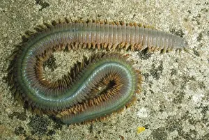 Ragworm UK Littoral