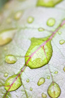 Images Dated 5th June 2005: Rain Drops on Rose Leaf