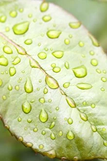 Images Dated 5th June 2005: Rain Drops on Rose Leaf