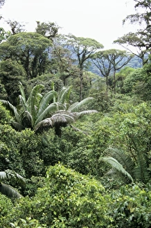 Images Dated 7th November 2006: Rain Forest - canopy Braulio Carrillo National Park, Costa Rica