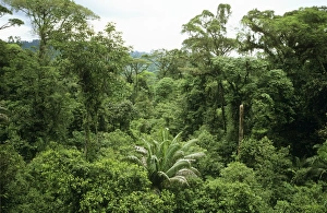 Images Dated 7th November 2006: Rain Forest - canopy Braulio Carrillo National Park, Costa Rica