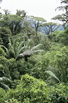 Rain Forest - canopy Braulio Carrillo National Park, Costa Rica
