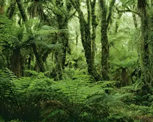 South Island Prints: Rain Forest JPF 7918 Formed of Kamahi tree fern