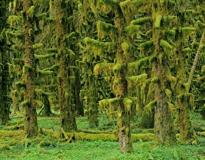 Rain Forests Collection: Rain Forest - moss covered Sitka Spruce Trees Olympic National Park, Washington, USA. SX761