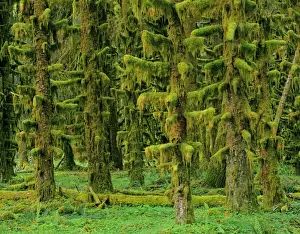 Washington Prints: Rain Forest - moss covered Sitka Spruce Trees Olympic National Park